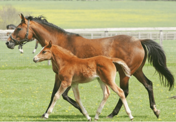 Foal