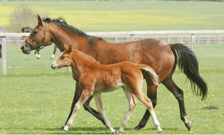 Foal