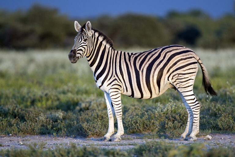 Zebra