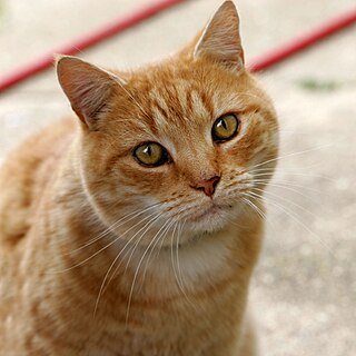 cat